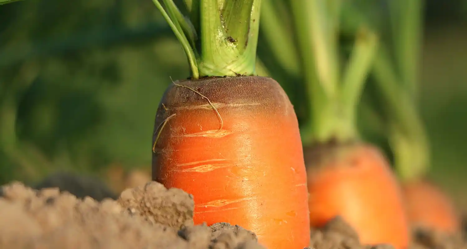 Agricoltura biodinamica pro e contro