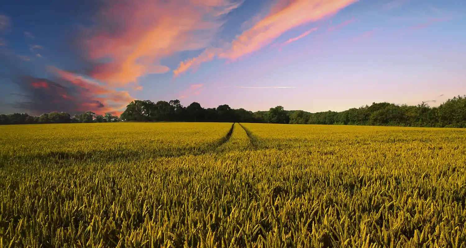 Comprare un terreno agricolo conviene