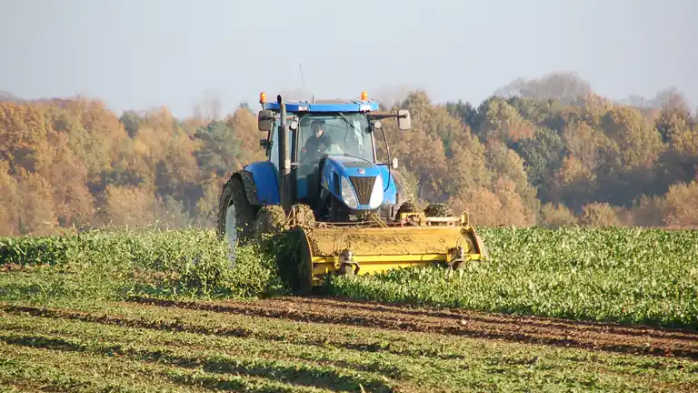 Come coltivare ortaggi in un terreno argilloso