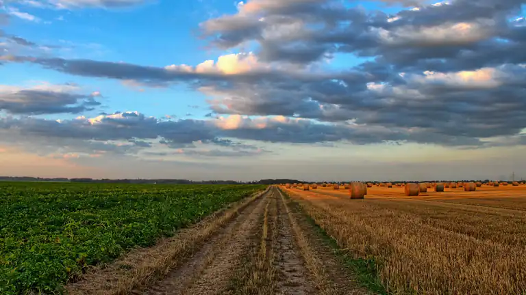 Incentivi Governativi per Agricoltura Biologica in Campania