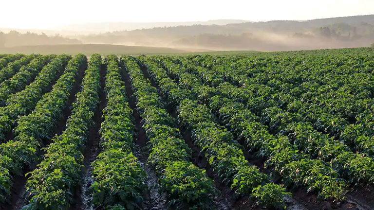 Il Settore Agricolo in Campania: Tradizione, Innovazione e Sostenibilità