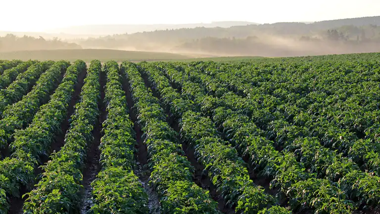 Export di Prodotti Agricoli Italiani Strategie per il Successo